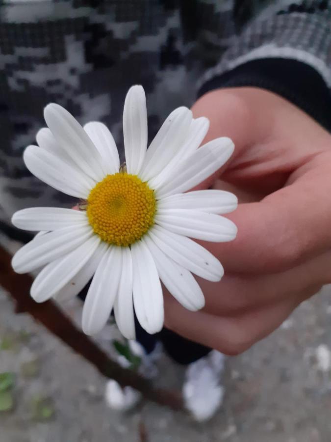 Appartamento Signorile Con Giardino Aosta Dış mekan fotoğraf
