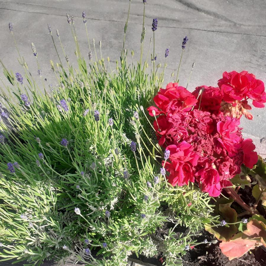Appartamento Signorile Con Giardino Aosta Dış mekan fotoğraf
