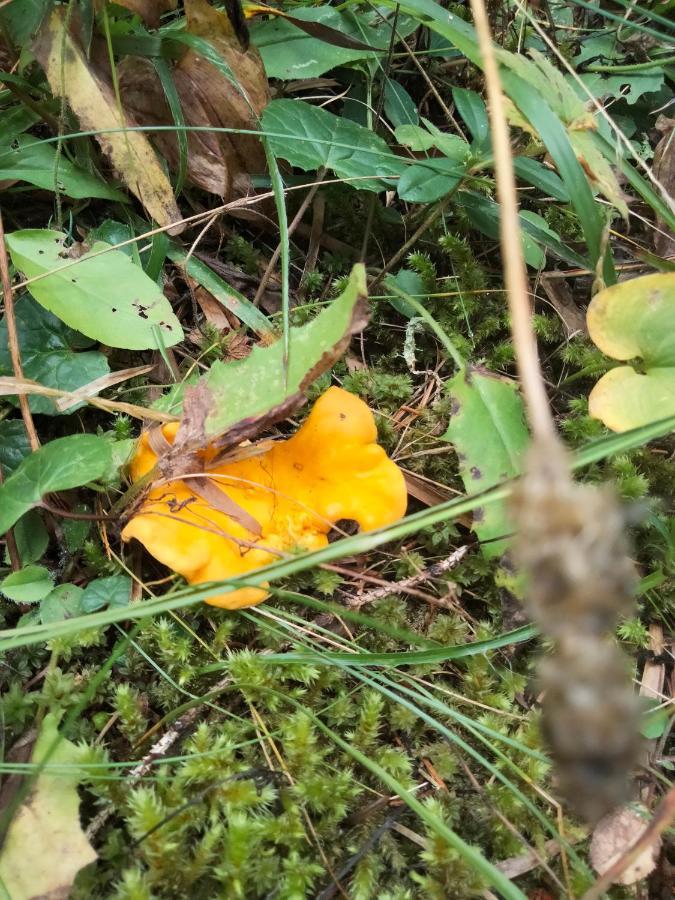 Appartamento Signorile Con Giardino Aosta Dış mekan fotoğraf